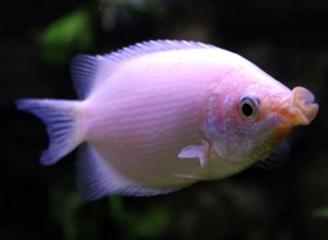 Kissing Gourami(Kisser Fish) 종 프로필