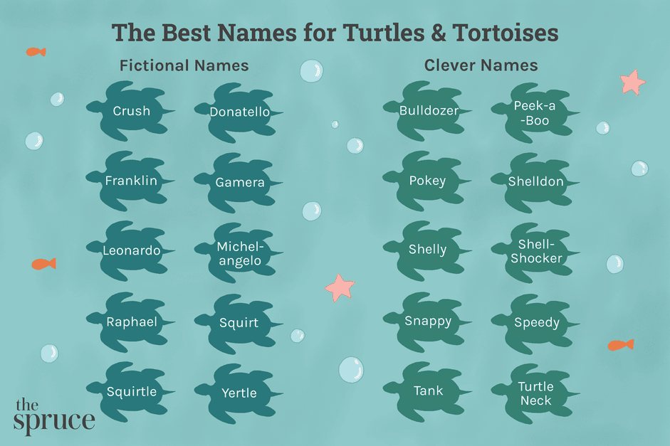 거북이와 거북이를 위한 100가지 이름