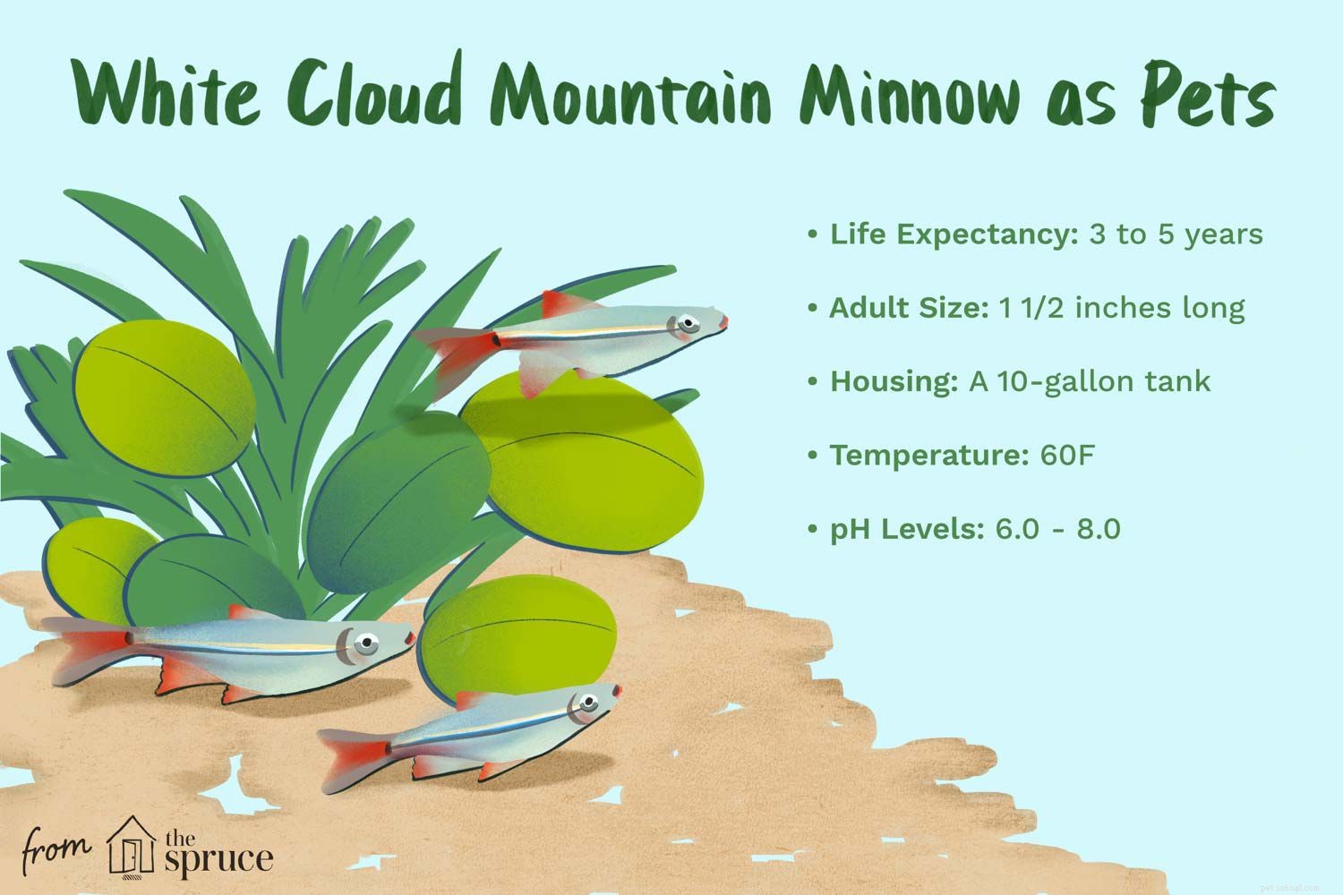 Profil d espèce de poisson White Cloud Mountain Minnow