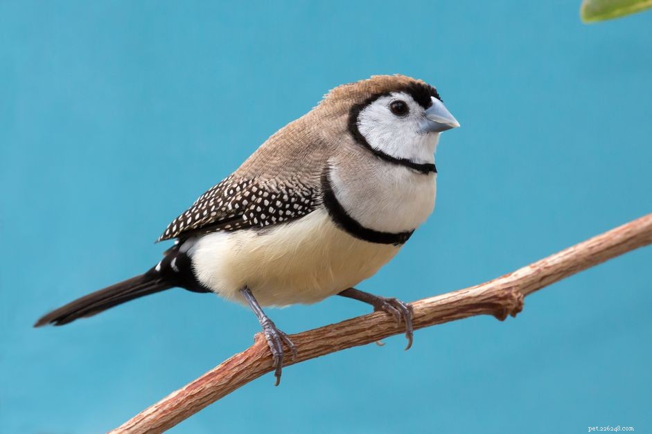 Owl Finch (Bicheno Finch):Perfil da espécie de pássaro