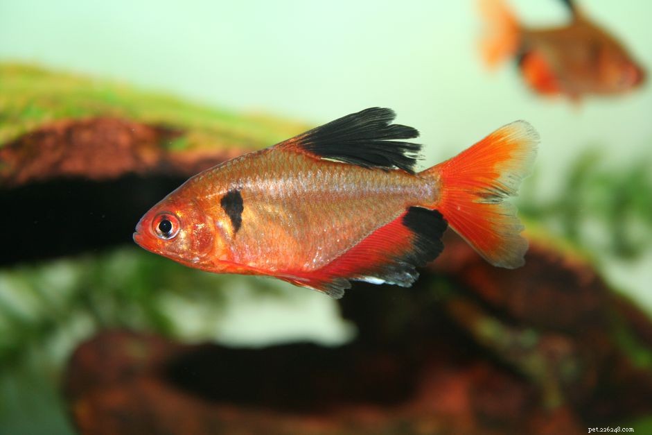 Профиль видов рыб Serpae Tetra