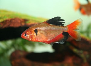 Perfil da espécie de peixe Serpae Tetra