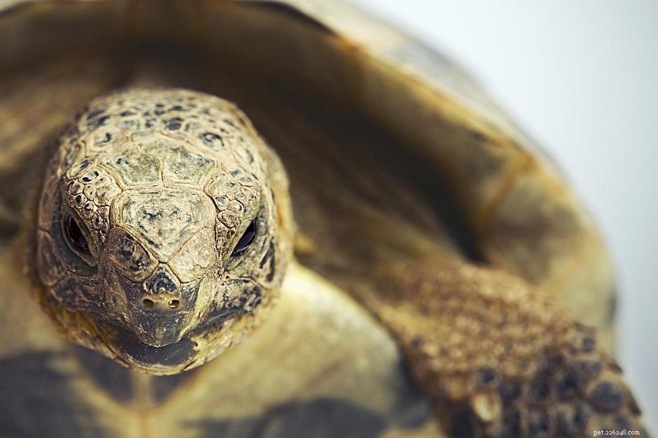 Греческая черепаха:профиль вида