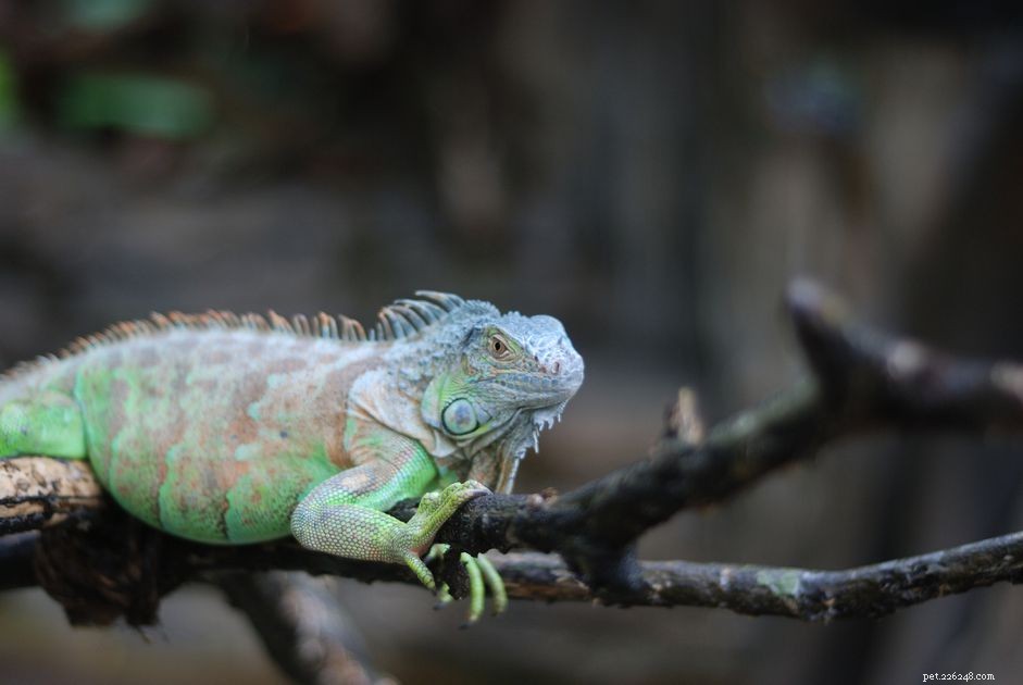 Iguana:profilo della specie