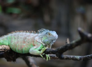 Iguana:Profil druhu