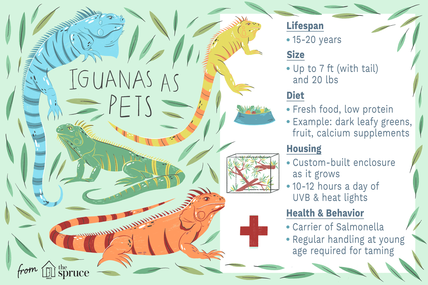 Игуана:профиль вида