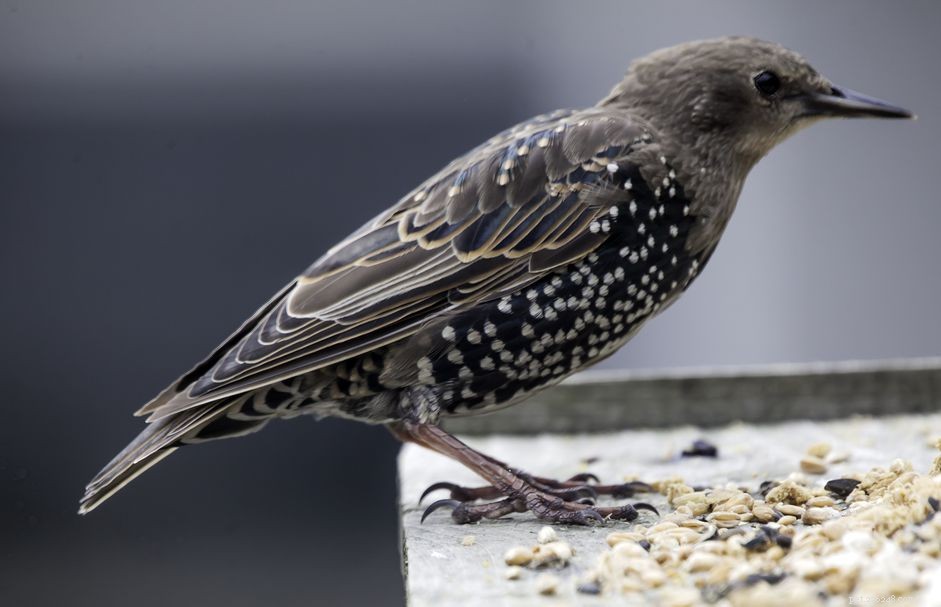 Starling evropský (Starling obecný):Profil druhů ptáků