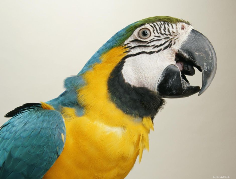 Perroquet ara :profil d espèce d oiseau