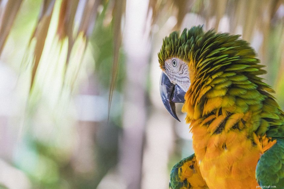 Catalina Macaw (Regenboogara):Vogelsoortprofiel