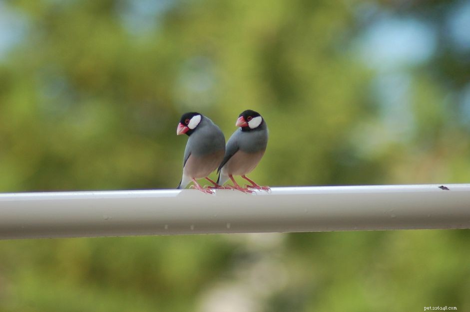 Java Finch:Profil ptačích druhů