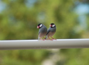 Java Finch:perfil de espécies de aves