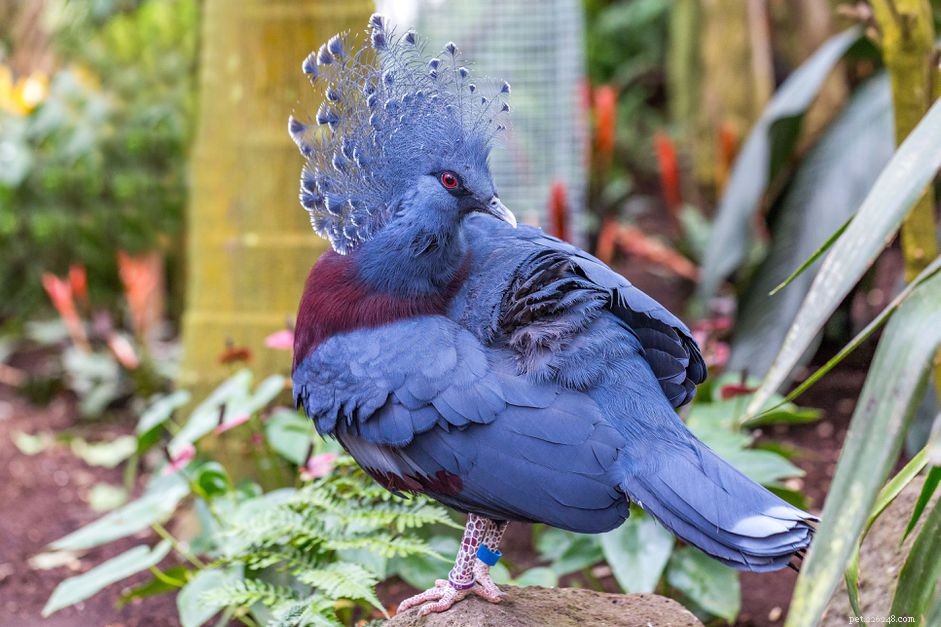 빅토리아 왕관비둘기:조류 종 프로필