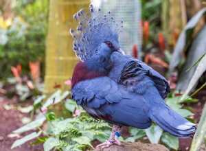 Victoria Crowned Pigeon:Perfil da espécie de pássaro