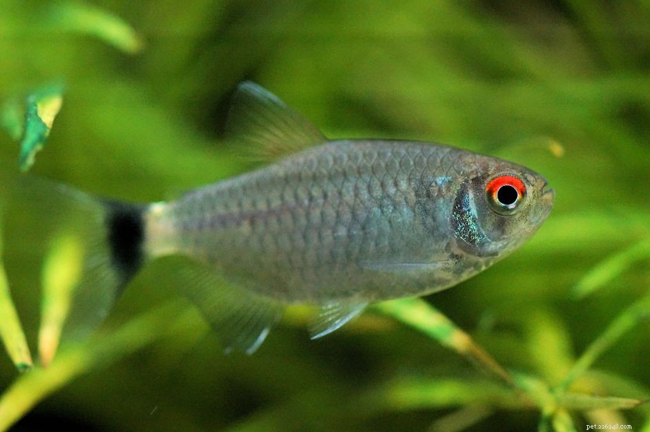 Profil rybího druhu Tetra červenookého