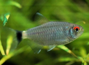 Perfil da espécie de peixe Tetra Redeye