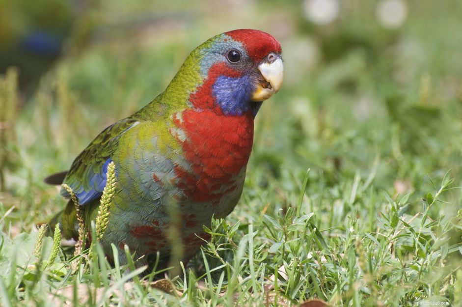 Crimson（Pennant）Rosella：Bird Species Profile