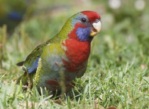 Crimson (Flâmula) Rosella:perfil da espécie de pássaro