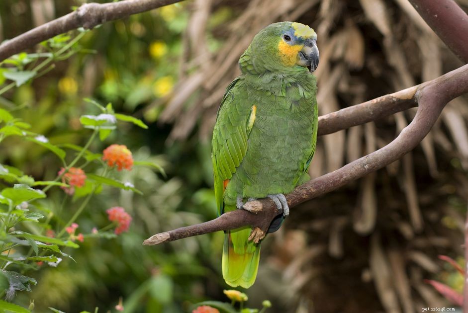 Амазония с оранжевыми крыльями:профиль видов птиц