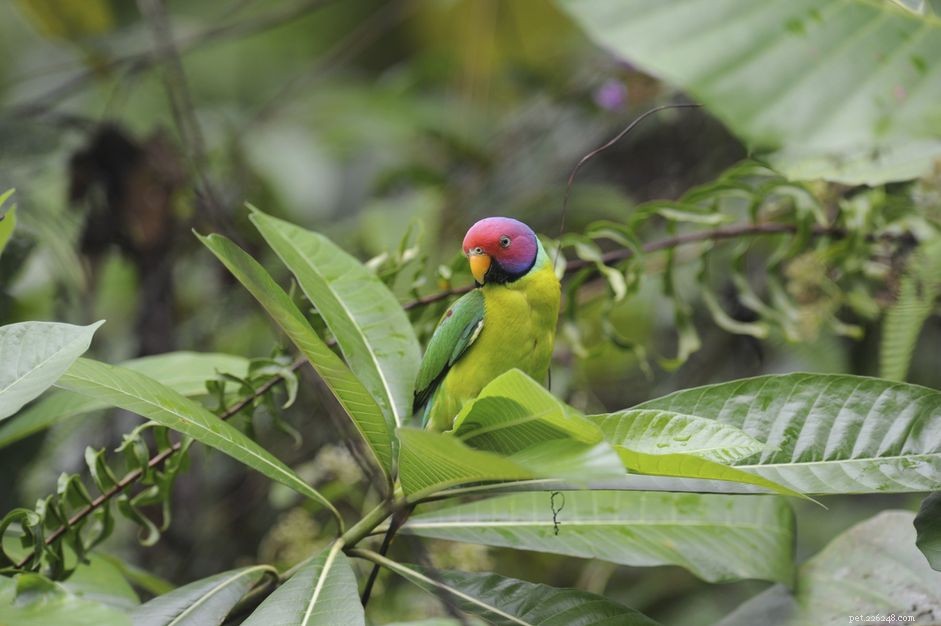 Сливоголовый попугай:профиль видов птиц