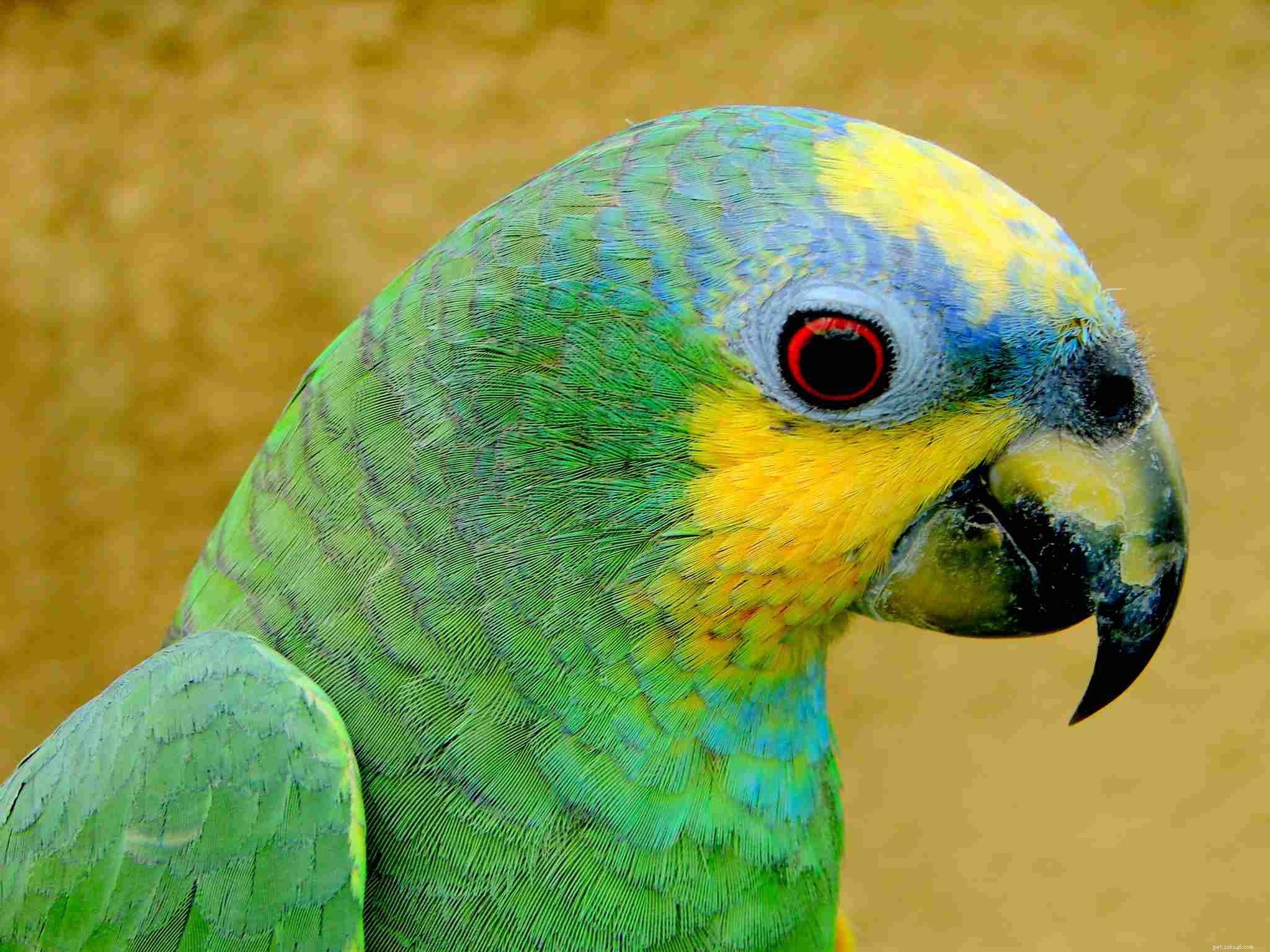 Papagaio-de-asa-laranja:perfil da espécie de pássaro