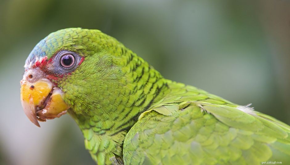 Pappagallo amazzonico con fronte bianco (sopracciglia bianche):profilo delle specie di uccelli