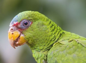 コボウシインコ（コボウシインコ）アマゾンオウム：鳥の種のプロファイル 