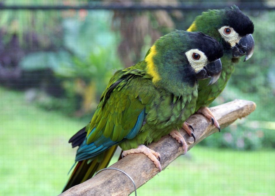 Желтошейный ара:профиль видов птиц