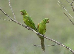 Conure de olhos brancos (periquito):perfil da espécie de pássaro