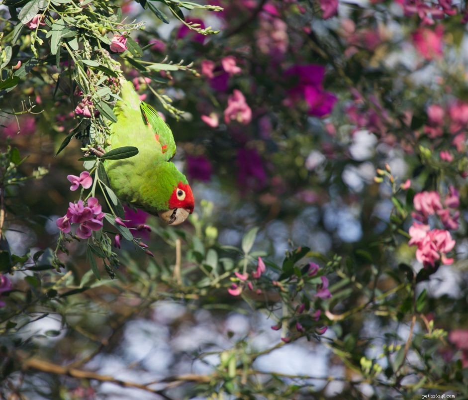 Conuro dalla testa di ciliegia (mascherata rossa):profilo di specie di uccelli