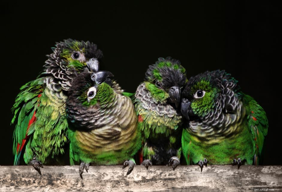 Черношапочный попугай (скальный попугай):профиль видов птиц