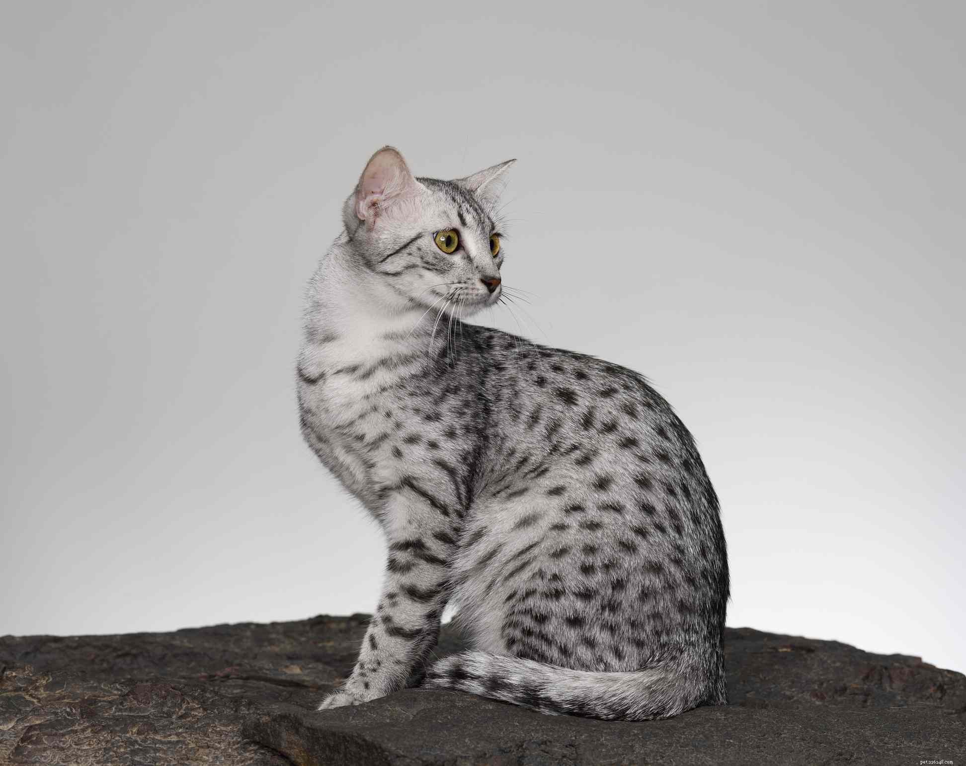 10 raças de gatos raras de encontrar