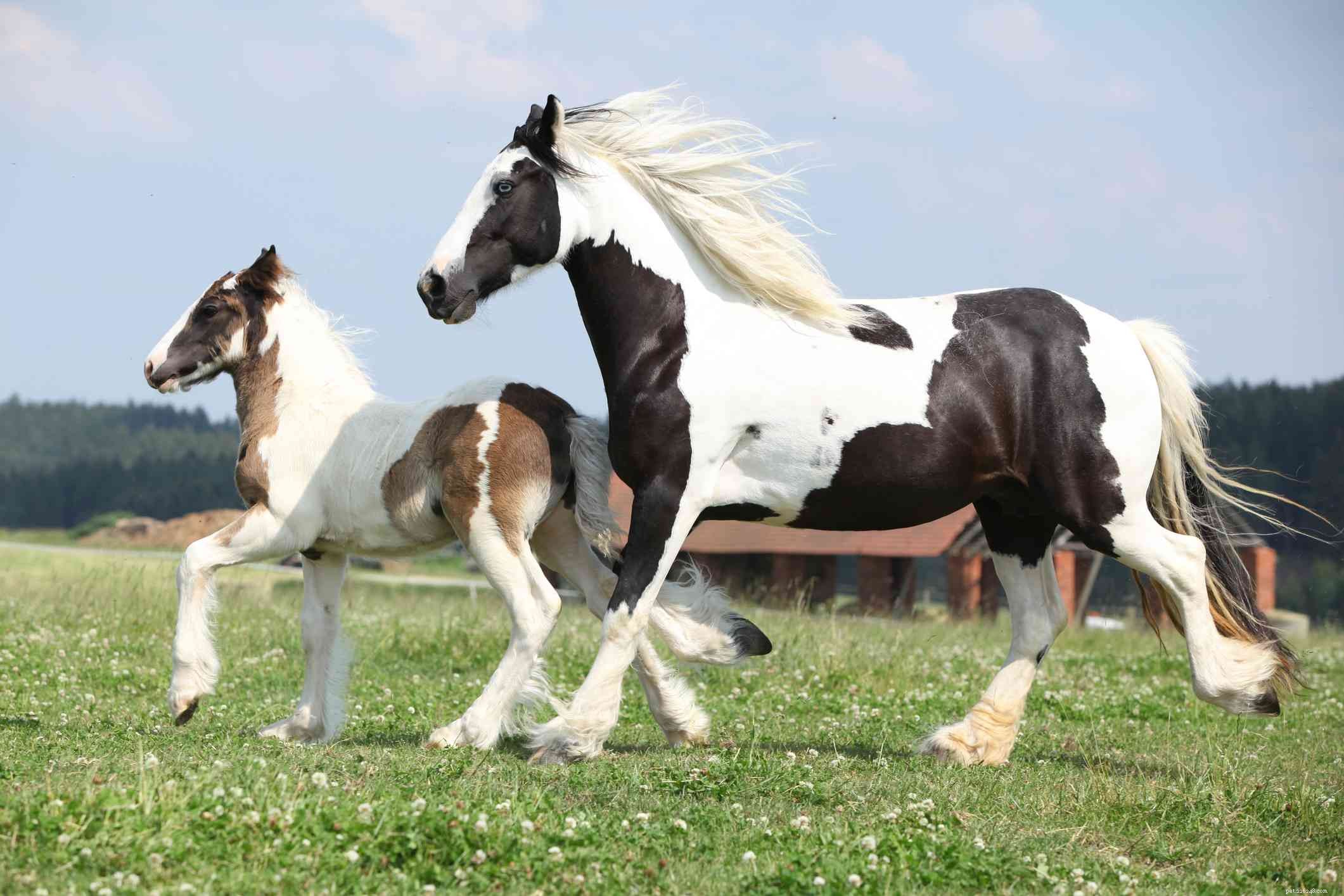 ジプシーバナー：馬の品種プロファイル 