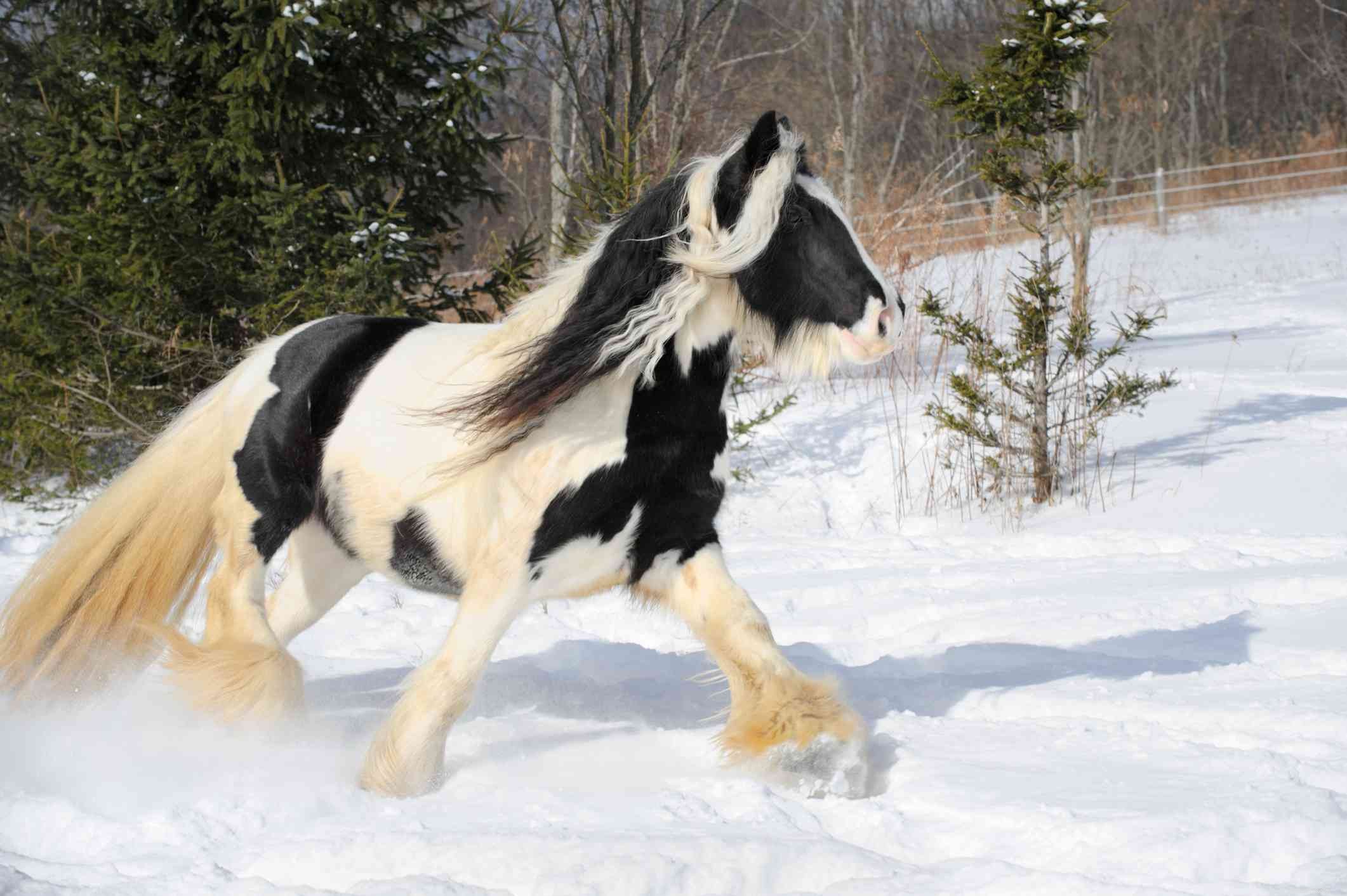 Gypsy Vanner:perfil da raça do cavalo