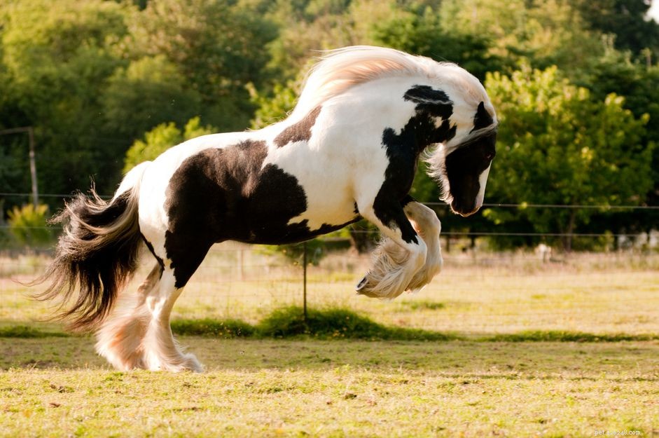 Gypsy Vanner :profil de race de cheval