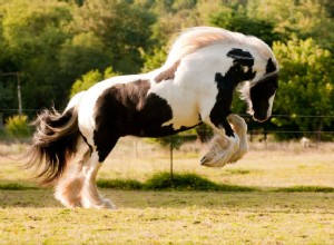 Gypsy Vanner:Profil plemene koně