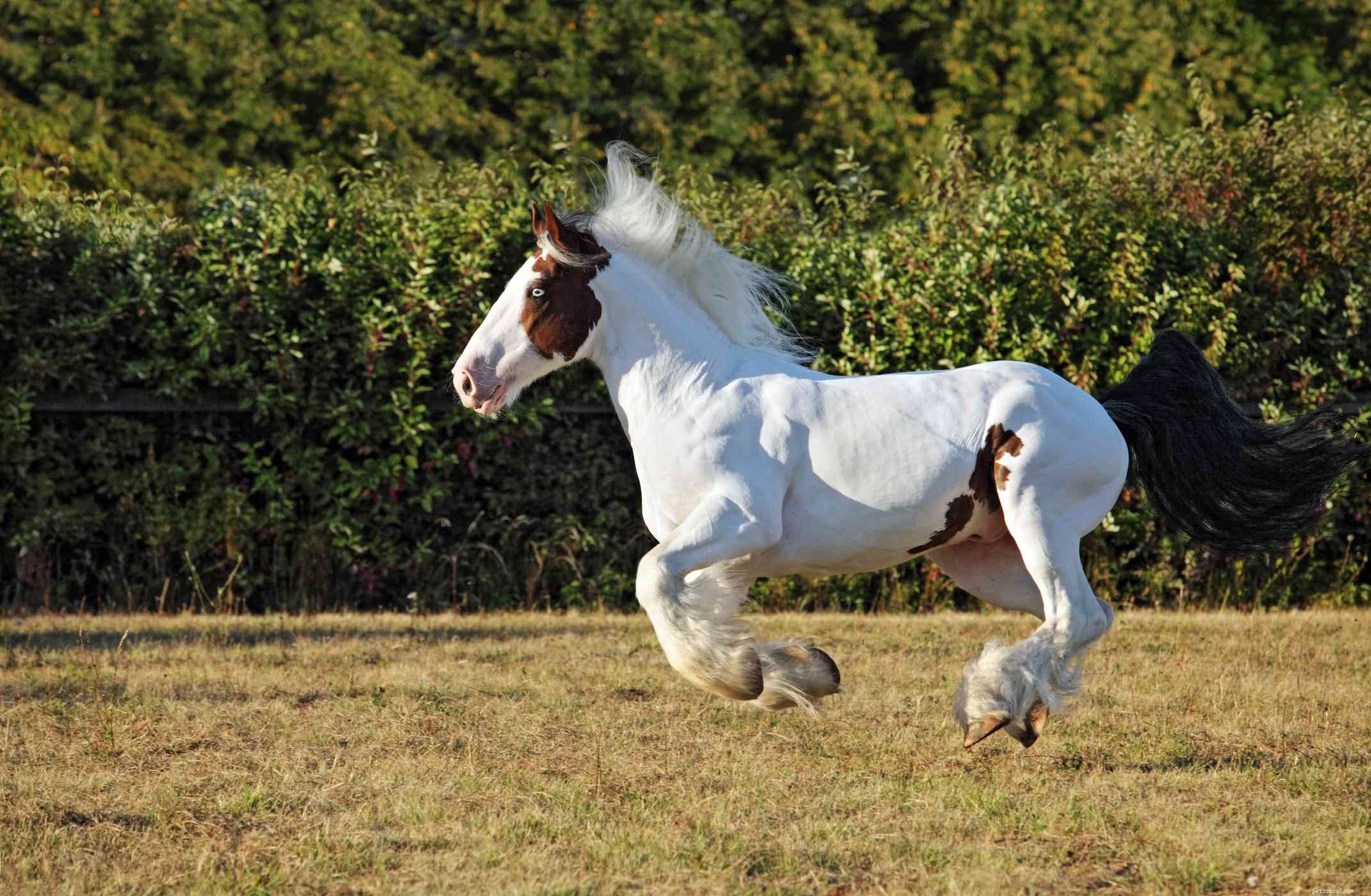 Gypsy Vanner:perfil da raça do cavalo