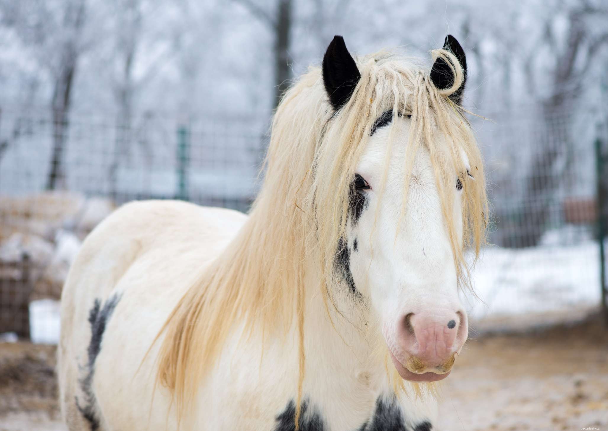 Gypsy Vanner :profil de race de cheval