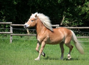 Cavalo Haflinger:Perfil da raça