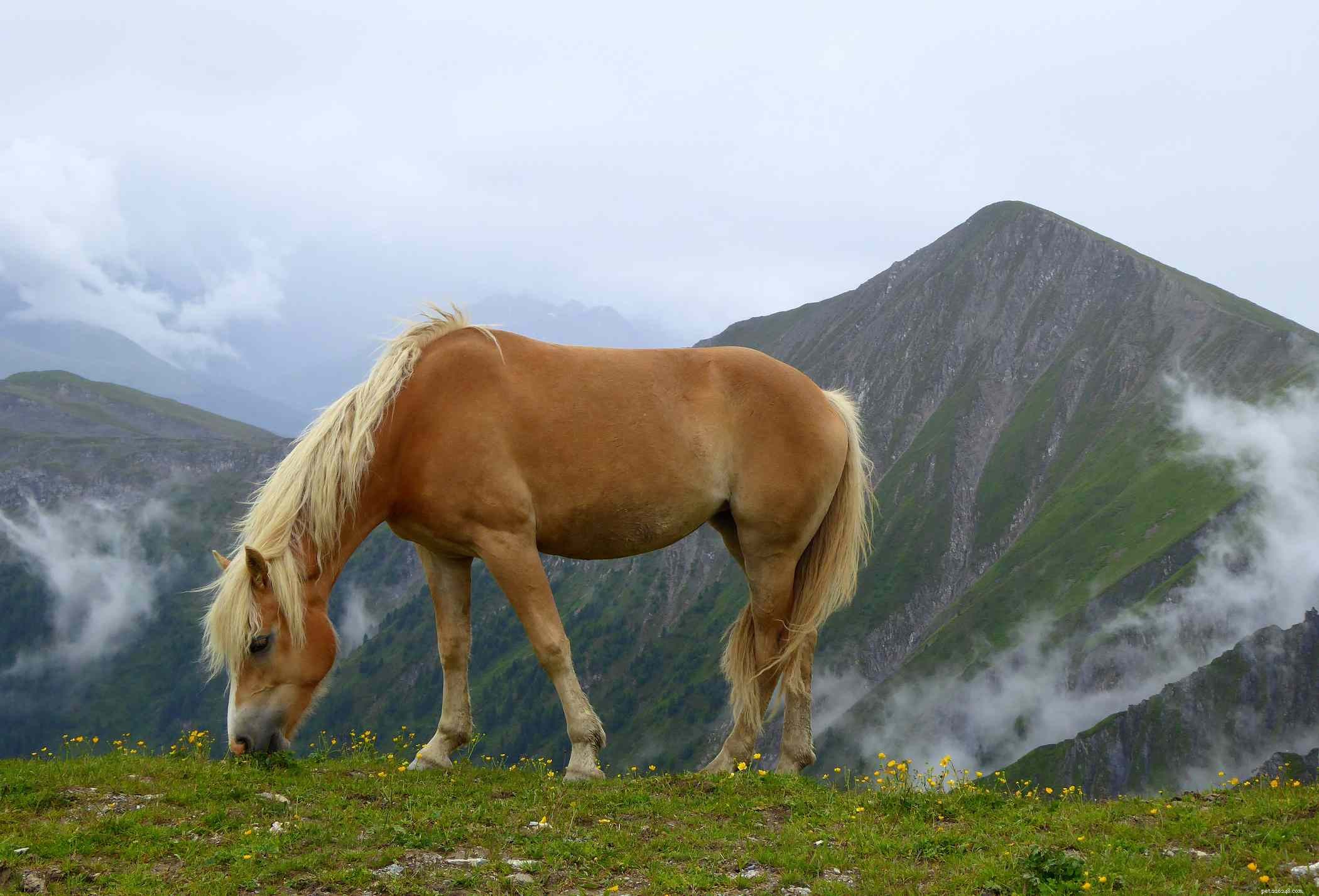Cavalo Haflinger:Perfil da raça