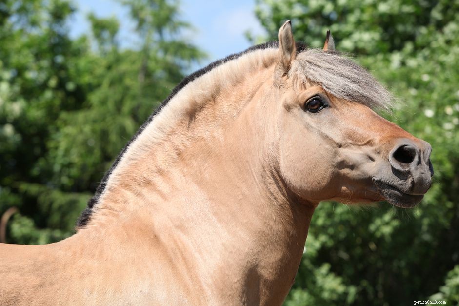 Фьордская лошадь:профиль породы