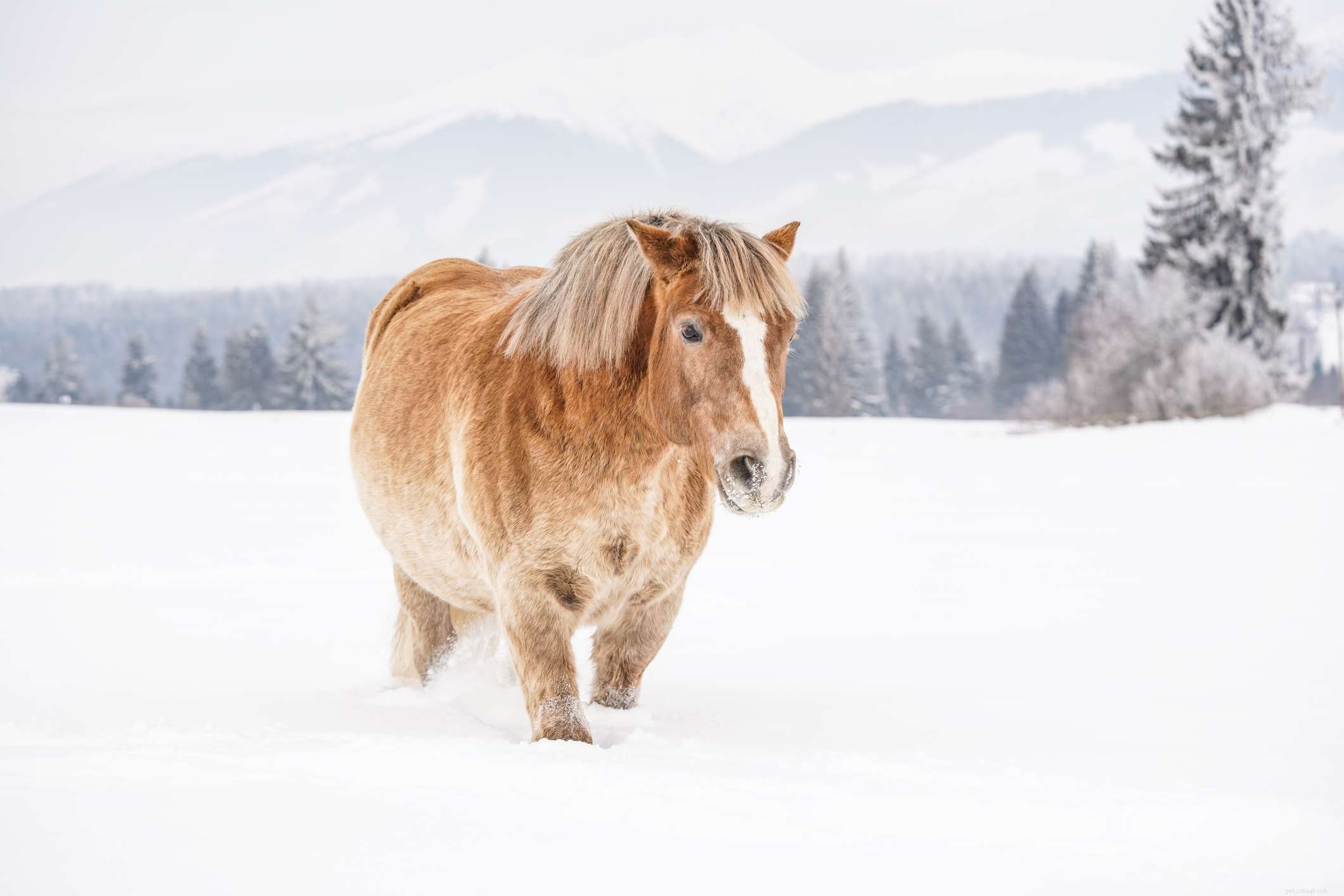Haflinger-paard:rasprofiel
