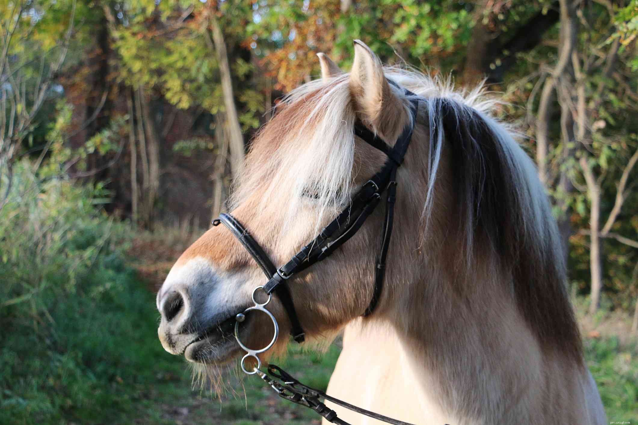 Cavalo do fiorde:perfil da raça