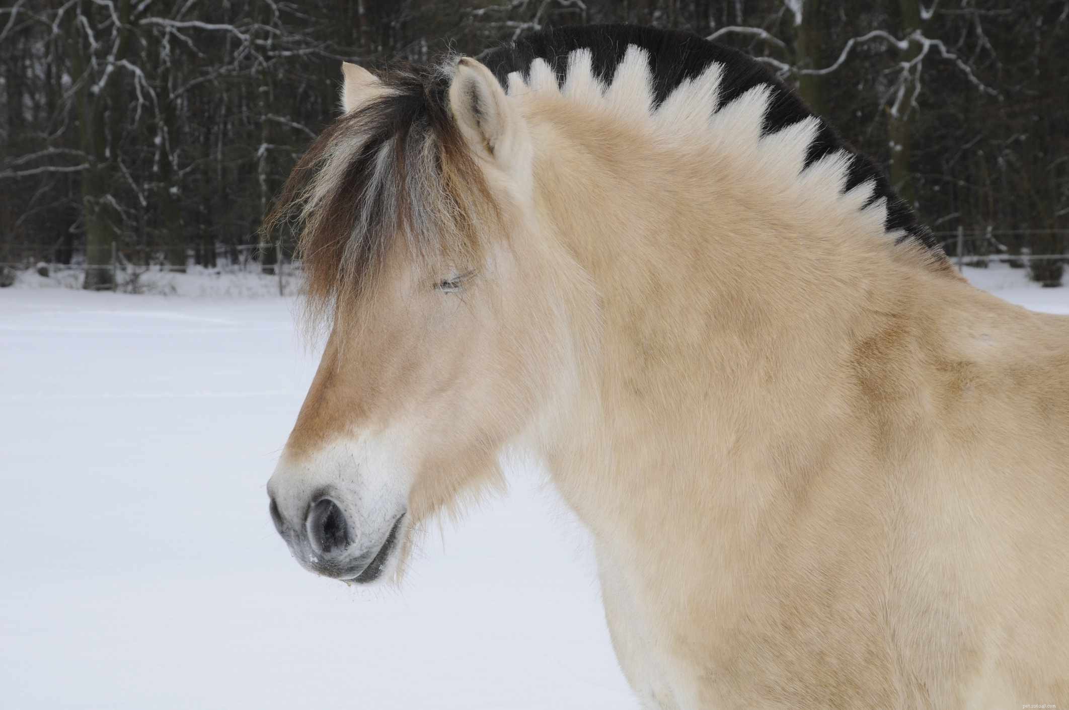 Фьордская лошадь:профиль породы