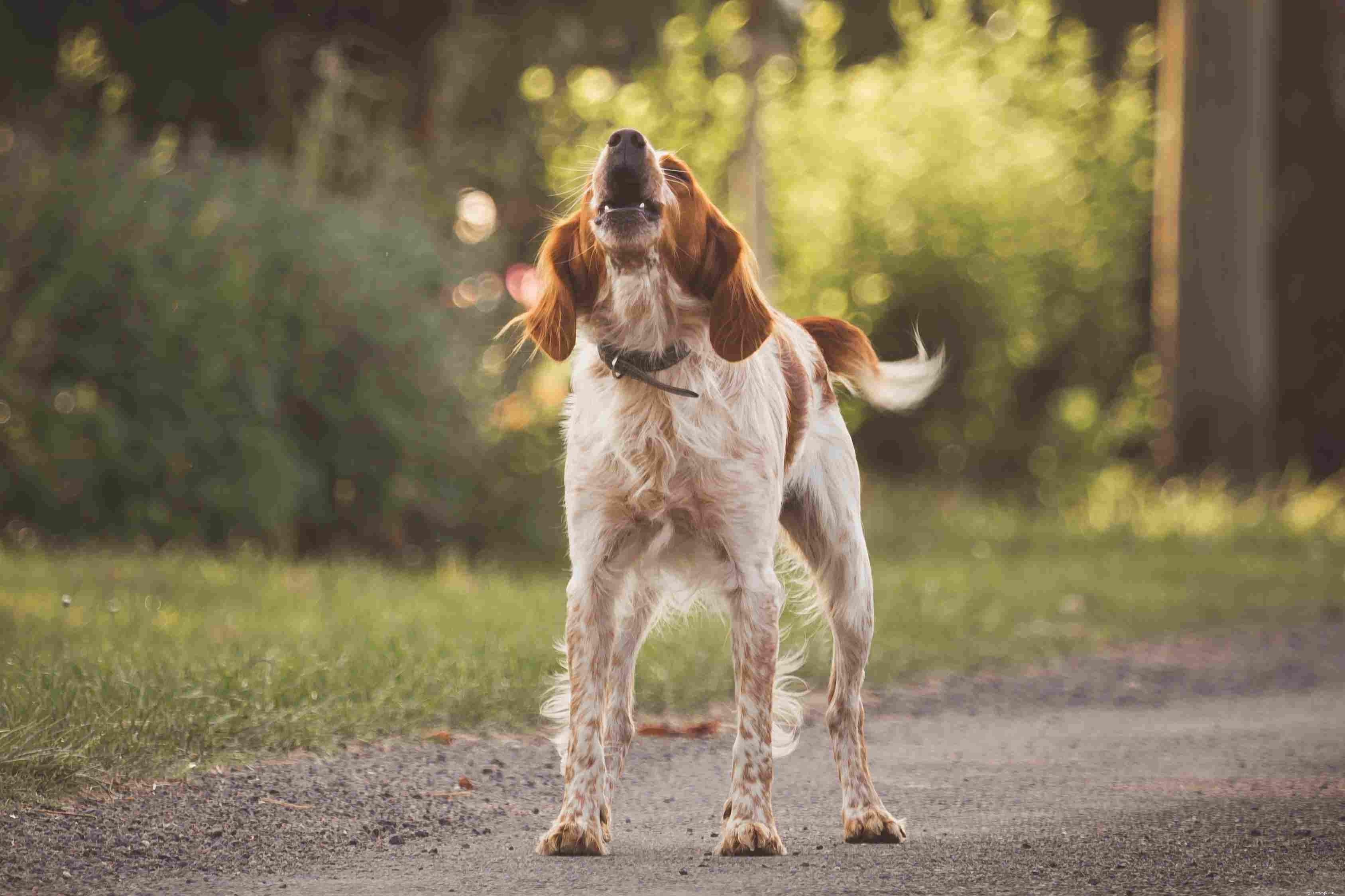 10 jednoduchých a zábavných psích triků, jak vycvičit svého psa