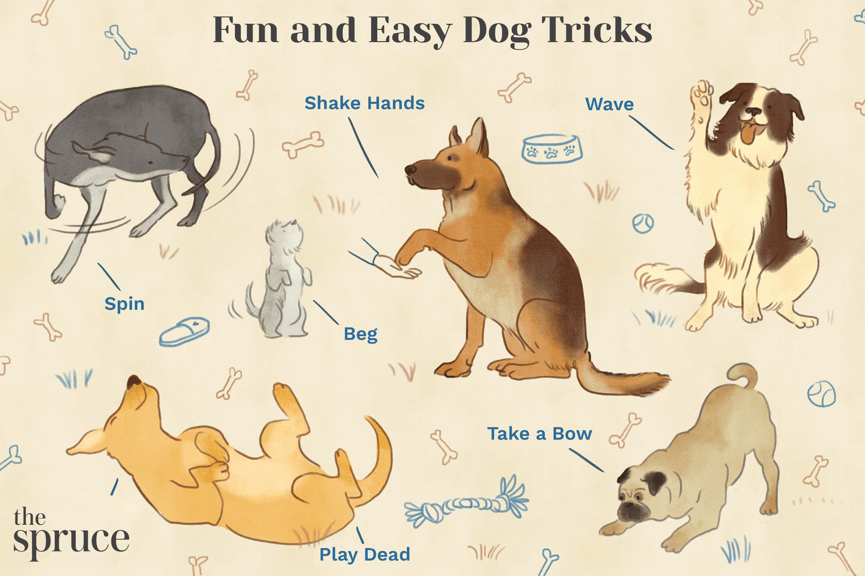 10 jednoduchých a zábavných psích triků, jak vycvičit svého psa