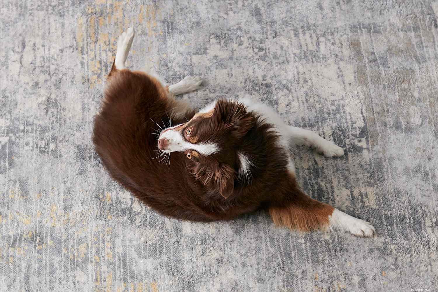 10 enkla och roliga hundtricks för att träna din hund