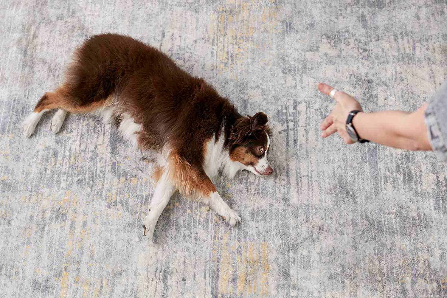あなたの犬を訓練するための10の簡単で楽しい犬のトリック 