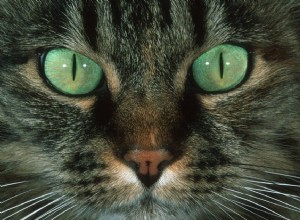 Proč kočky ztrácejí vousy?