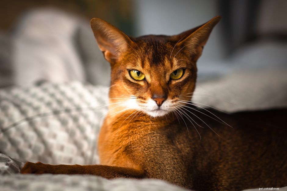 Абиссинская кошка:профиль породы
