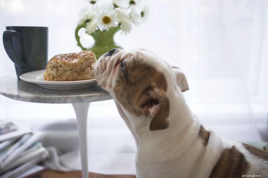 Kunnen honden brood eten?